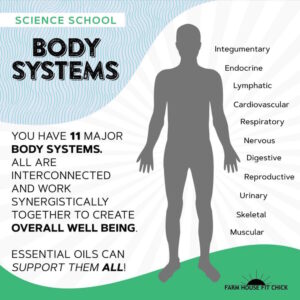How Essential Oils Work with the 11 Major Body Systems